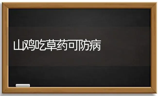 山鸡吃草药可防病 | 养殖病虫害防治