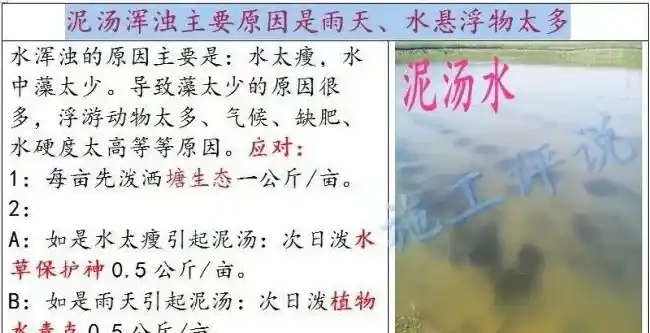 养殖户如何做到让水草清爽，让虾蟹健康