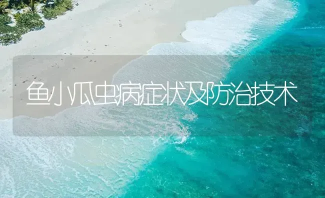 鱼小瓜虫病症状及防治技术 | 养殖病虫害防治