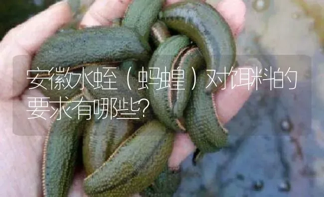 安徽水蛭（蚂蝗）对饵料的要求有哪些？ | 特种养殖