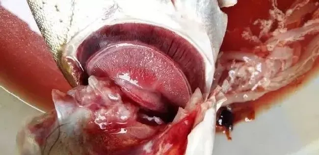 治疗鱼病要综合分析找出病因，才能有效减少误诊