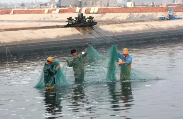 海南东方地区冬季养殖南美白对虾经验总结