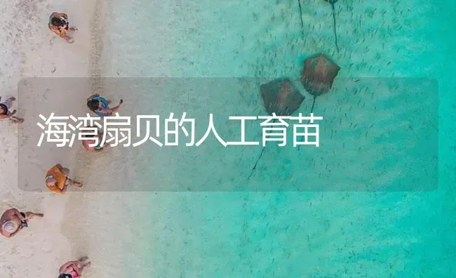 海湾扇贝的人工育苗 | 海水养殖