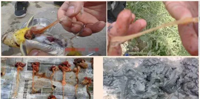 早春时节黄颡鱼烂皮病、出血病预防有妙招