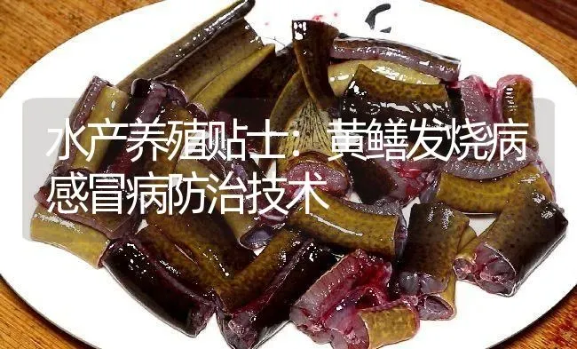 水产养殖贴士：黄鳝发烧病感冒病防治技术 | 淡水养殖