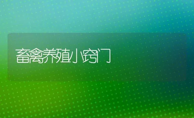 畜禽养殖小窍门 | 家禽养殖
