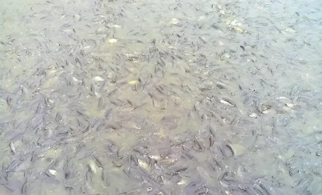 【厂家测评】低温下海联科3300+3105运用效果