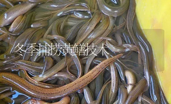 冬季捕捞黄鳝技术 | 淡水养殖