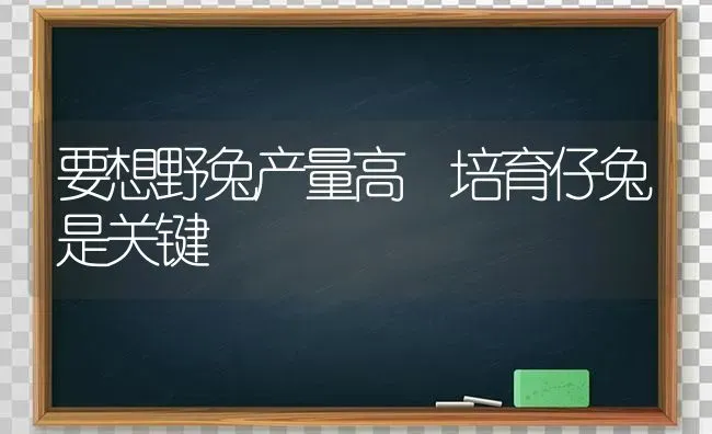 要想野兔产量高 培育仔兔是关键 | 家畜养殖