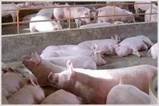生猪价格连跌四个月 进口猪肉抢风头 | 农业养殖技术