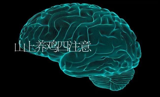 山上养鸡四注意 | 家禽养殖