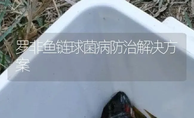 罗非鱼链球菌病防治解决方案 | 淡水养殖