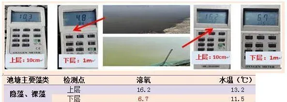 早春时节黄颡鱼烂皮病、出血病预防有妙招