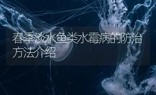 春季淡水鱼类水霉病的防治方法介绍 | 养殖病虫害防治