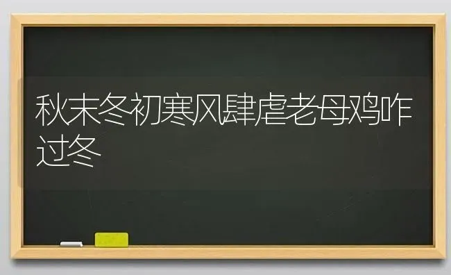 秋末冬初寒风肆虐老母鸡咋过冬 | 家禽养殖