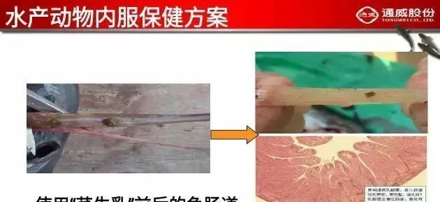 罗非鱼养殖关键防病技术在哪里？必须提高鱼群本身的免疫能力