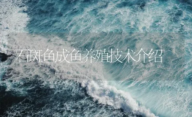 石斑鱼成鱼养殖技术介绍 | 海水养殖