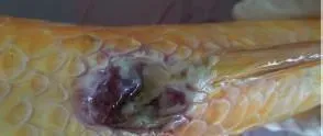 鲤鱼的这个新病害，你了解吗？
