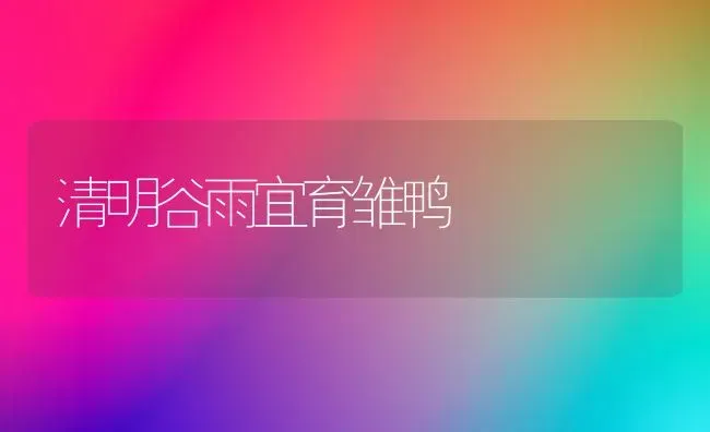 清明谷雨宜育雏鸭 | 家禽养殖