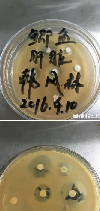 鲫鱼爆发肠炎病，养殖户要快诊早治合理用药