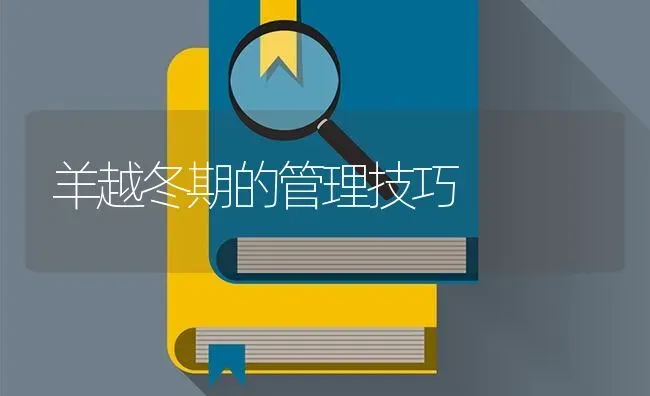 羊越冬期的管理技巧 | 家畜养殖