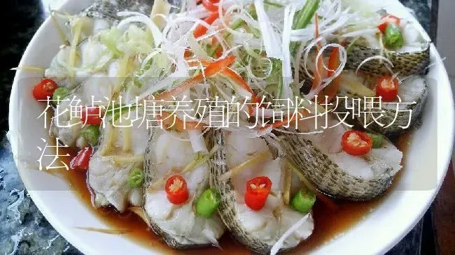 花鲈池塘养殖的饲料投喂方法 | 淡水养殖