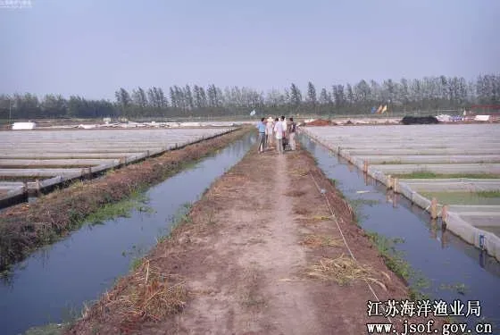 水蛭成江苏宝应县射阳湖镇水产养殖新宠