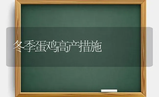 冬季蛋鸡高产措施 | 家禽养殖