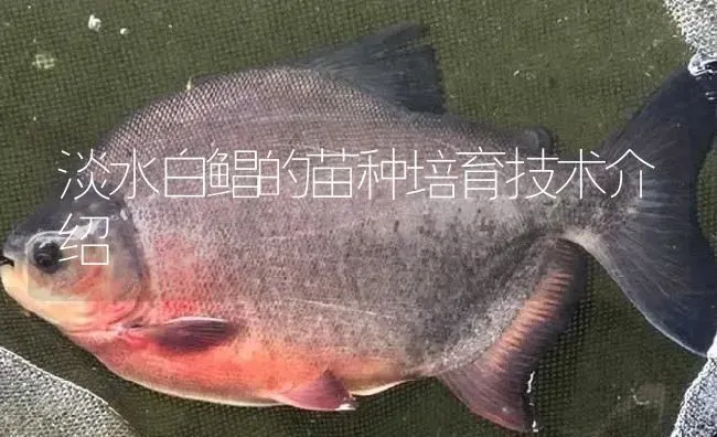 淡水白鲳的苗种培育技术介绍 | 淡水养殖