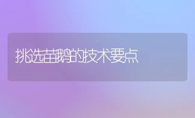 挑选苗鹅的技术要点 | 家禽养殖