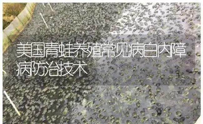 美国青蛙养殖常见病白内障病防治技术 | 特种养殖