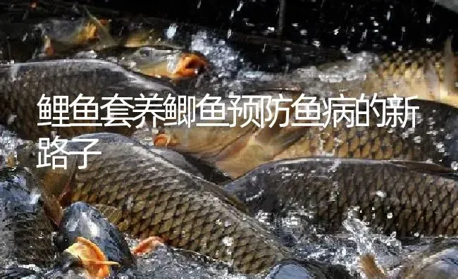 鲤鱼套养鲫鱼预防鱼病的新路子 | 淡水养殖