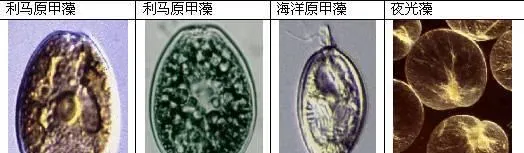 藻毒素是什么？如何解除藻毒素的毒性？