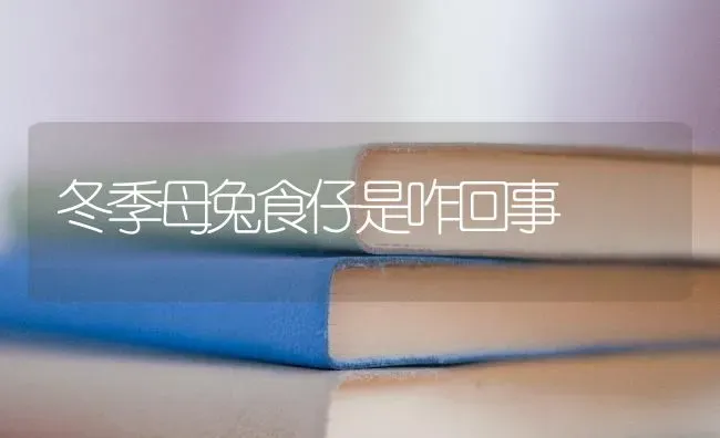 冬季母兔食仔是咋回事 | 家畜养殖