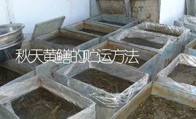 秋天黄鳝的贮运方法 | 淡水养殖