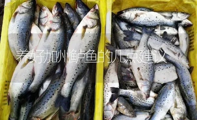 养好加州鲈鱼的几点建议 | 淡水养殖