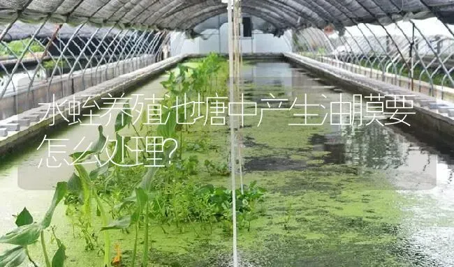 水蛭养殖池塘中产生油膜要怎么处理？ | 特种养殖