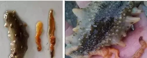 五月份前后海参吐肠该如何预防？