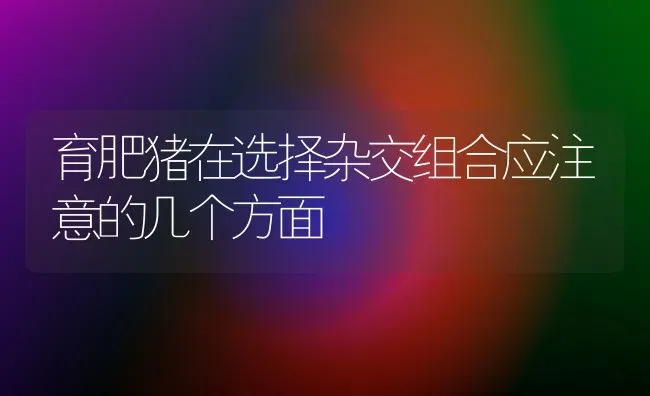 育肥猪在选择杂交组合应注意的几个方面 | 家畜养殖