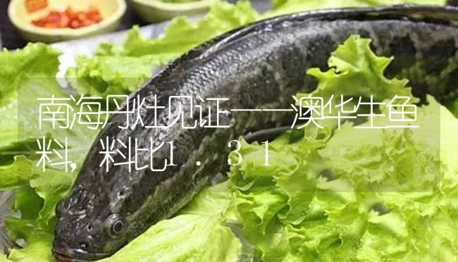 南海丹灶见证——澳华生鱼料，料比1.31 | 淡水养殖