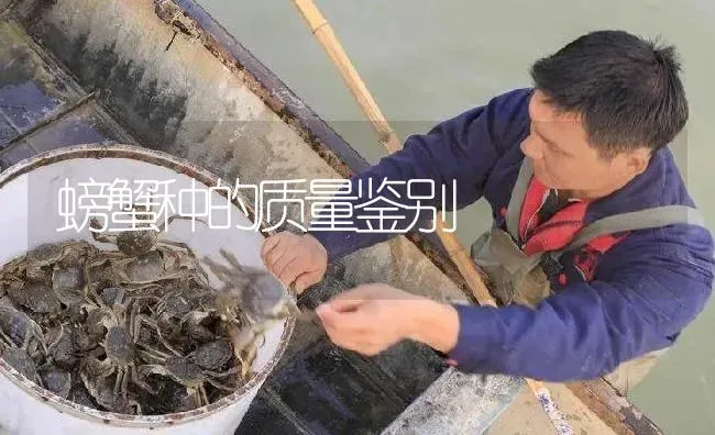 螃蟹种的质量鉴别 | 淡水养殖