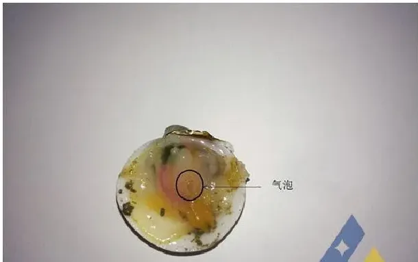 青蛤气泡病死亡一例