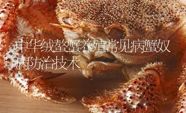 中华绒螯蟹养殖常见病蟹奴病防治技术 | 淡水养殖