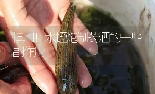 慎用！水蛭炮制药酒的一些副作用 | 养殖病虫害防治