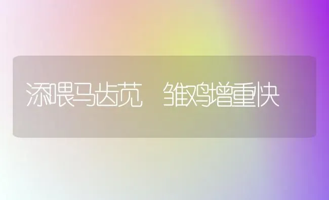 添喂马齿苋 雏鸡增重快 | 家禽养殖