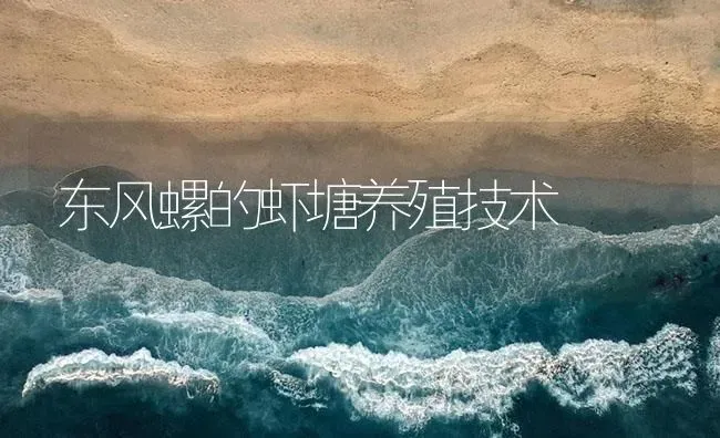 东风螺的虾塘养殖技术 | 海水养殖