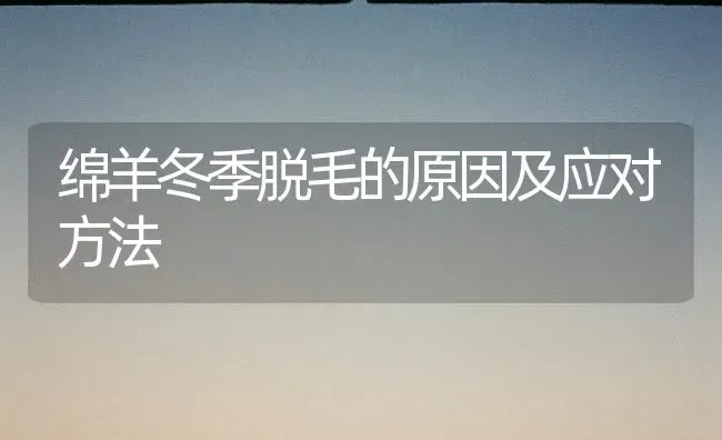 绵羊冬季脱毛的原因及应对方法 | 家畜养殖