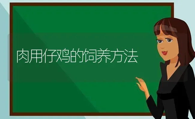 肉用仔鸡的饲养方法 | 家禽养殖