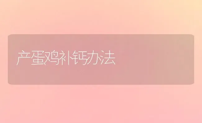 产蛋鸡补钙办法 | 家禽养殖