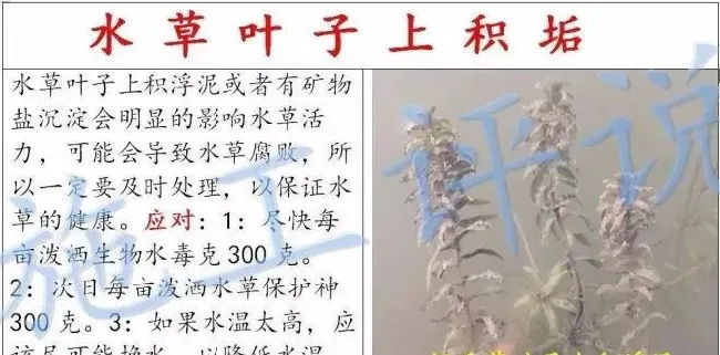 养殖户如何做到让水草清爽，让虾蟹健康